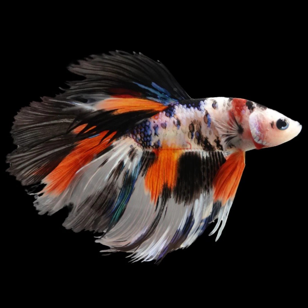 Betta man Halfmoon koi XL